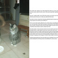 cat_3.jpg