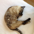 cat_6.jpg
