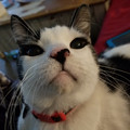 cat_7.jpg