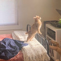 cat_9.jpg