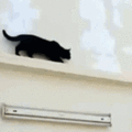 cat_chasing_bird_backwards.gif