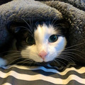 cat_eyes_12.jpg