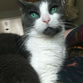 cat_eyes_13.jpg
