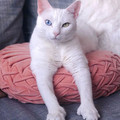 cat_eyes_14.jpg