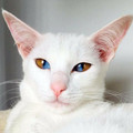 cat_eyes_15.jpg