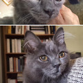 cat_eyes_16.jpg