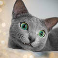cat_eyes_4.jpg
