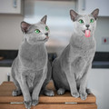 cat_eyes_6.jpg