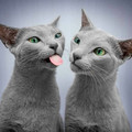 cat_eyes_8.jpg