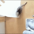 cat_jumping.gif