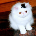 cats-Fur-Markings-12.jpg
