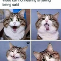 cats-doing-cat-stuff-memes33-67ac477022ddf__700.jpg