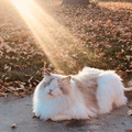 cats-funny-snapchats-5a17f4b8b07aa_700.jpg