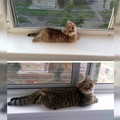 cats_2.jpg