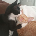 cats_3.jpg