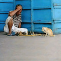 chess cat.jpg