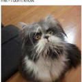 dog_cat.jpg