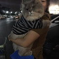 fluffy-cat-bone-bone-thai-30-58de014eba496_700.jpg