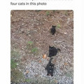 four cats.jpg