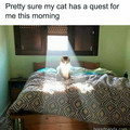 funny-cute-cat-memes-jokes-23-67d18dd24f418__700.jpg