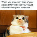 funny-cute-cat-memes-jokes-9-67d166b168cfe__700.jpg