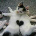 heart 4.jpg