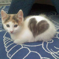 heart_kitten.jpg