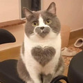 hearts.jpg