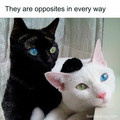 hilarious-cat-memes-27-6596b8e942f08_700_1_.jpg