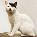 hitler_cat.jpg