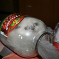 if-it-fits-i-sits-9-132-5981c1ba01856_700.jpg