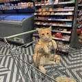 important-funny-cute-animal-pics-681c6feedc8b9__700.jpg