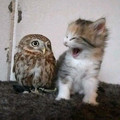 important-funny-cute-animal-pics-681c7146d501a__700.jpg