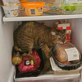 in fridge.jpg