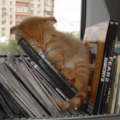 kitten_11.png