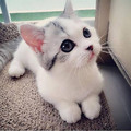 kitten_2.jpg