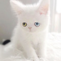kitten_4_2.jpg