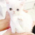 kitten_4_3.jpg