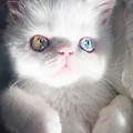 kitten_4_4.jpg