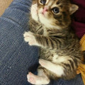 kitten_5.jpg