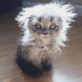 kitten_6.jpg