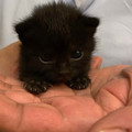 kitten_7.jpg