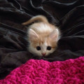 kitten_8.jpg