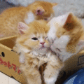 kittens.gif