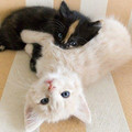 kittens.jpg