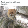 kung fu cat.jpg
