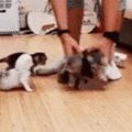 lining_up_cats.gif