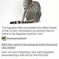 mau.jpg