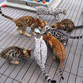 neat_cats.jpg