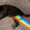 nyan cat.jpg